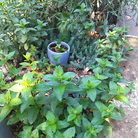 Housegreen * Sisan